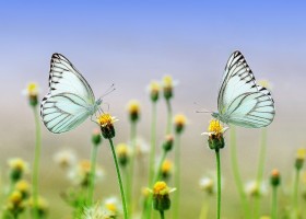 Mācību gada noslēguma koncerts Aknīstes filiālē